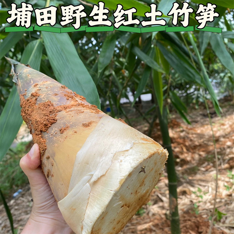 揭阳埔田特产新鲜竹笋野生麻竹笋餐饮新鲜现挖现发农家时蔬红土笋