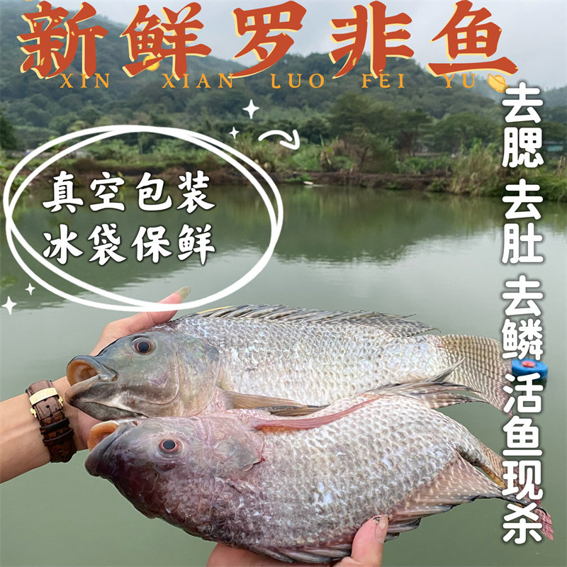 潮汕农家罗非鱼新鲜活鱼现杀活淡水养殖食用非洲鲫鱼非腌制包邮,水产肉类/新鲜蔬果/熟食,淡水鱼类,淘宝优惠券,粉丝福利购,淘宝优惠卷