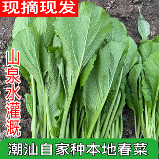 潮汕本地农家春菜家乡新鲜蔬菜露天农家自种春菜现摘现发多省包邮