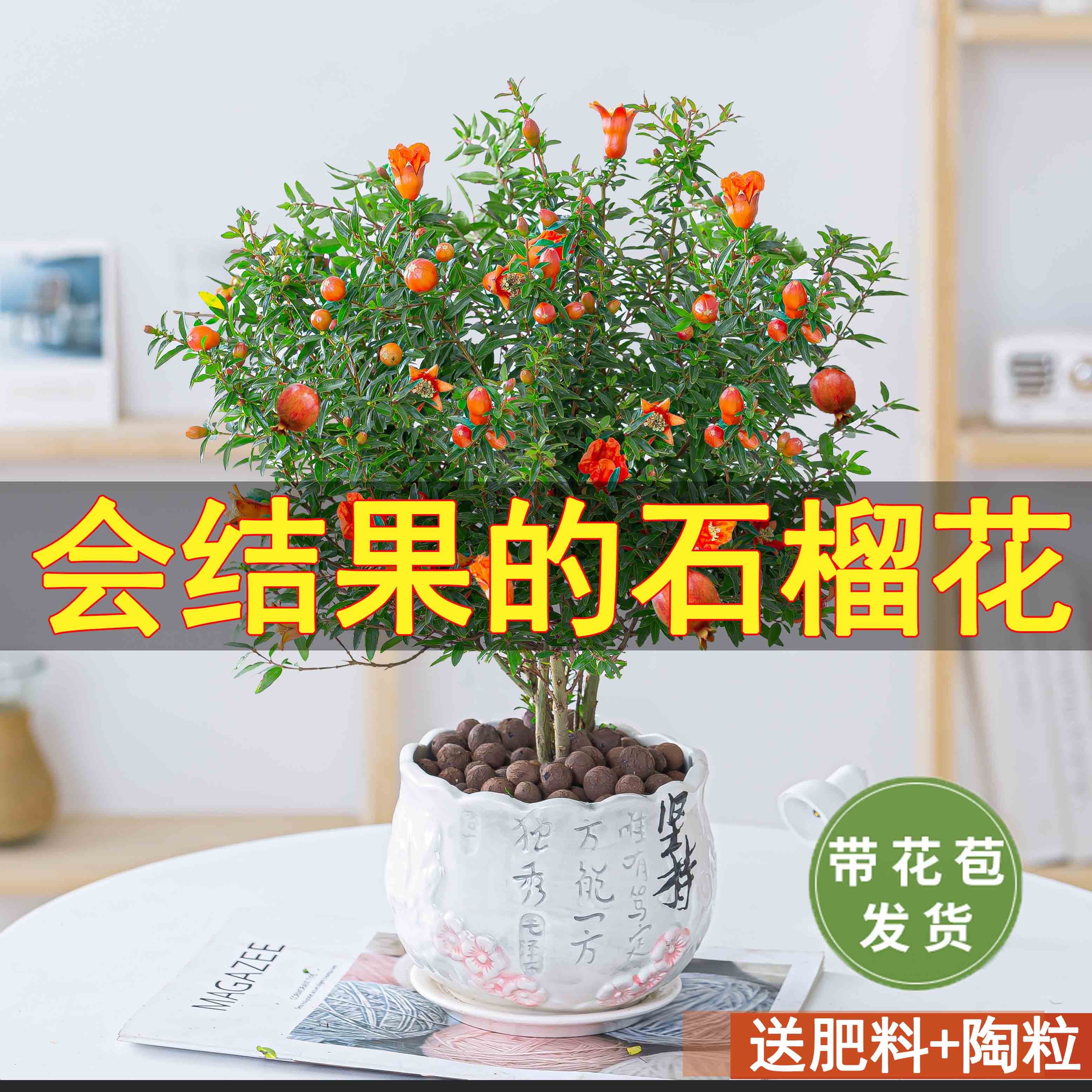 石榴树盆景室内盆栽植物果树绿植花卉四季开花好养客厅阳台老桩花