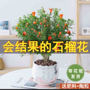 石榴树盆景室内盆栽植物果树绿植花卉四季开花好养客厅阳台老桩花
