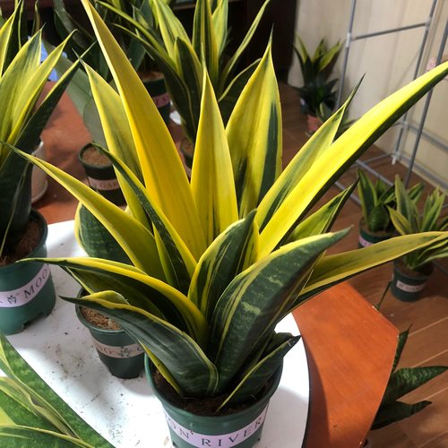 黄金虎皮兰室内客厅吸甲醛绿植