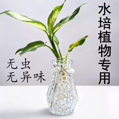 绿植营养珠水培珠透明泡大珠成品无土栽培固定水培植物装饰水宝宝