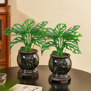 水培仙洞龟背竹盆栽阳台客厅四季好养植物办公室桌面室内绿植盆景