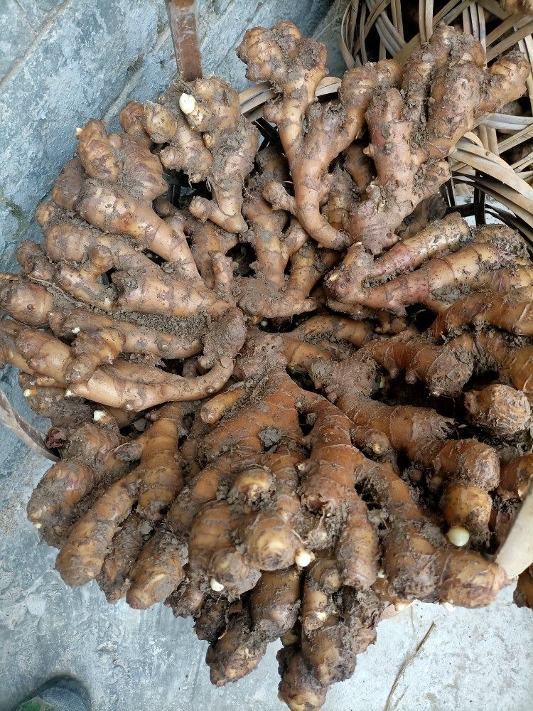 湖南永州特产江永香姜姜种老姜种子生姜老母姜上江圩姜1斤3斤5斤