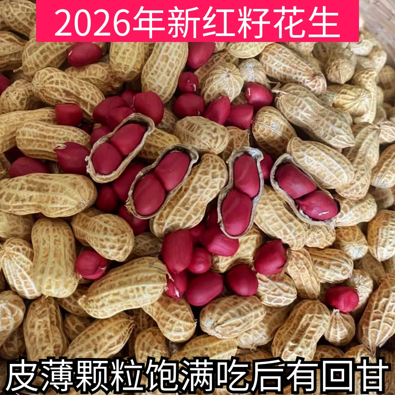 2026年湖南永州老品种松柏红籽花生带壳红皮花生新鲜蔬菜自留花生