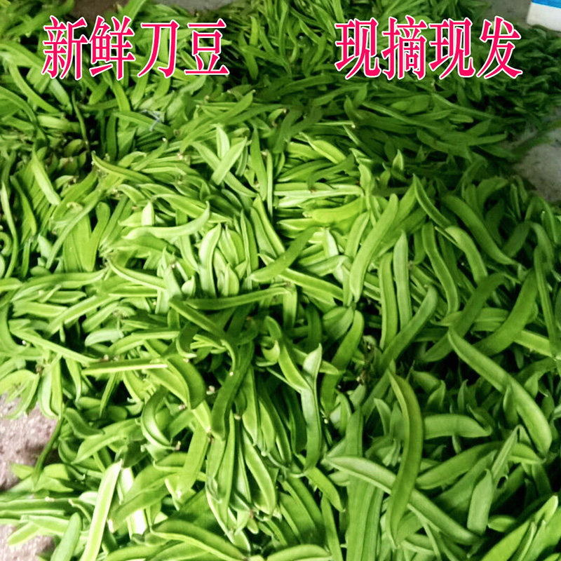 湖南永州高山嫩刀豆刀板豆现摘现发新鲜蔬菜批发农家豆角现摘现发