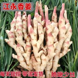 湖南永州江永香姜新鲜嫩姜红芽姜嫩子姜醋泡姜农家3斤5斤9斤包邮