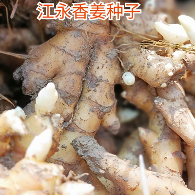 湖南永州江永香姜种姜上江圩菜姜现挖现发3斤5斤9斤包邮