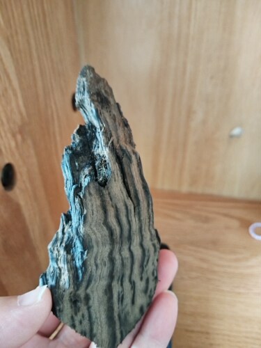 雷击木 可遇不可求级别 雷击帝王木 小叶金丝楠木 可重庆见面鉴赏