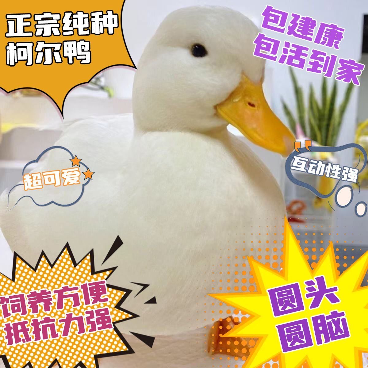 鸭小白纯种柯尔鸭活体宠物网红成年科尔鸭可下蛋繁殖赛级S级幼鸭