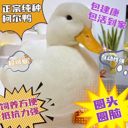 鸭小白纯种柯尔鸭活体宠物网红成年科尔鸭可下蛋繁殖赛级S级幼鸭