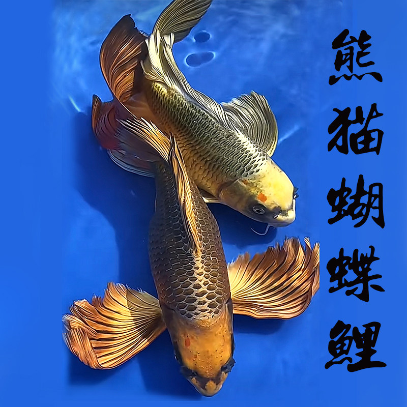 纯种鱼苗纯正蝴蝶鲤淡水