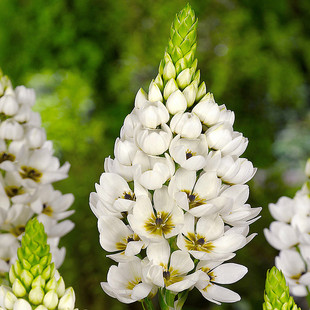 圣心百合种球伯利恒之星天鹅绒虎眼万年青浓香型种子四季花卉球根