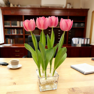 秋冬花卉风信子大种球耐寒 自然球方圆四季 新款 4颗郁金香水培套装