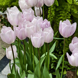 5颗郁金香重瓣鹦鹉流苏进口种球耐寒风信子盆栽室内外四季 花卉苗