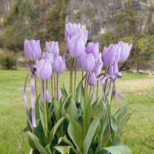 5度球现货新款 带定植篮大种球风信子耐寒花卉 4颗郁金香水培套装