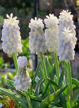 5颗葡萄风信子种球 耐寒冬季四季盆栽开花花卉种子地栽郁金香百合