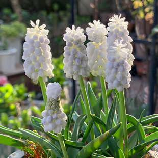 盆栽开花花卉种子地栽郁金香百合 四季 5颗葡萄风信子种球 耐寒冬季