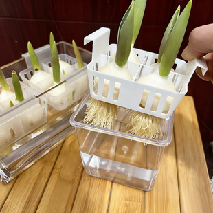 新款水培郁金香花盆含定植篮器皿水养种球透明换水亚克力玻璃花瓶