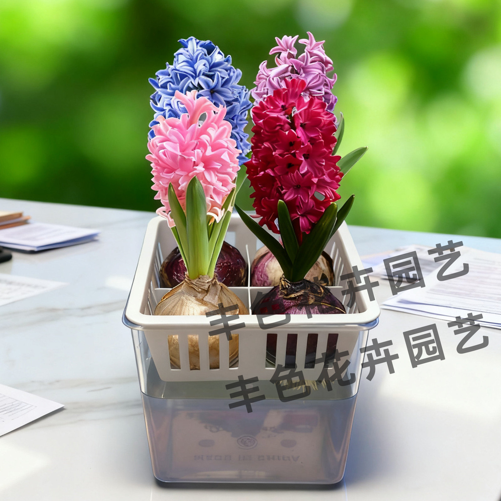 现货4颗风信子种球水培套装对版荷兰进口秋冬土盆栽耐寒浓香花卉