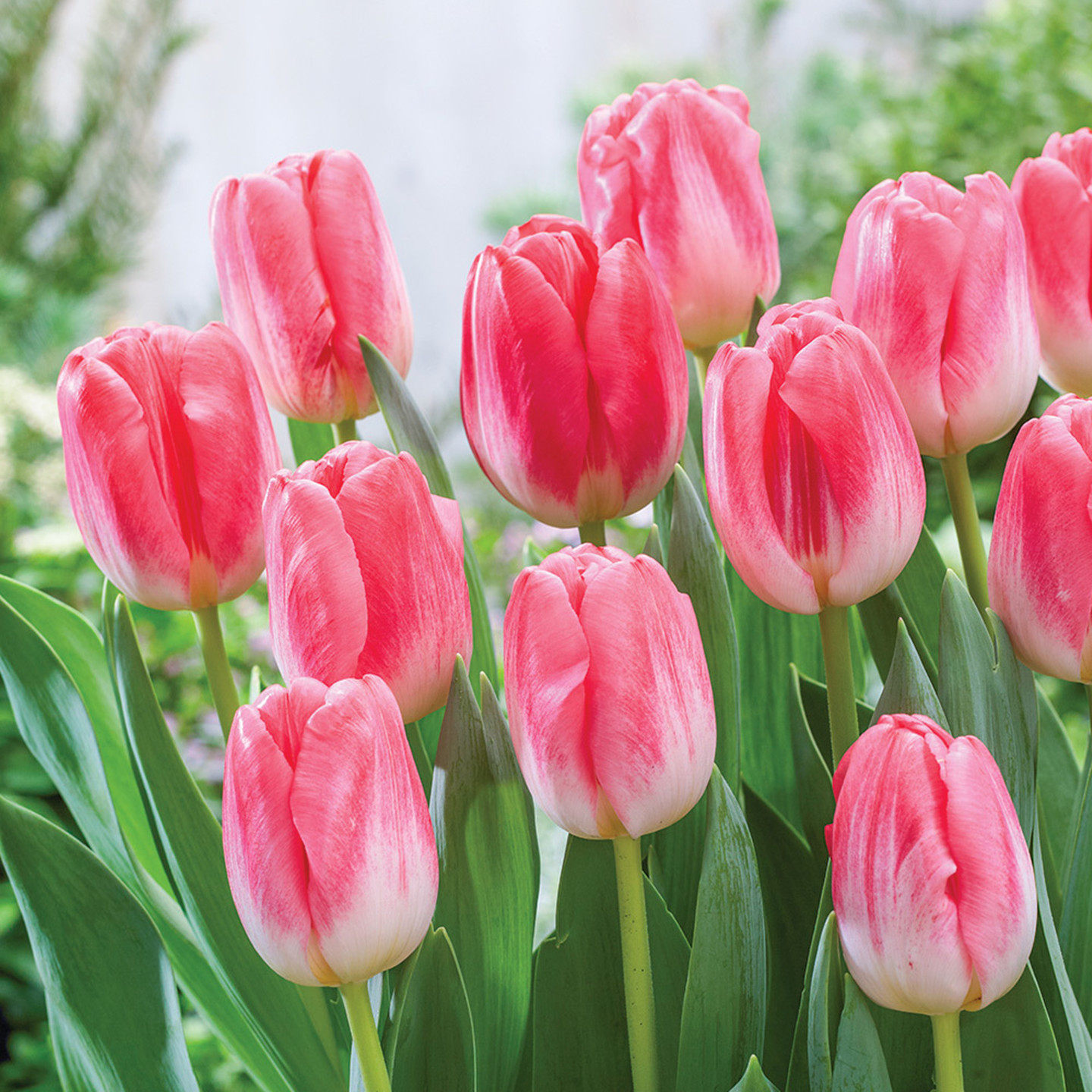 【直播专享】栽好发货5度球郁金香12+大种球进口土培盆栽耐寒花卉,鲜花速递/花卉仿真/绿植园艺,种球/裸根,淘宝优惠券,粉丝福利购,淘宝优惠卷