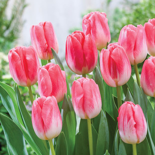 【直播专享】栽好发货5度球郁金香12+大种球进口土培盆栽耐寒花卉