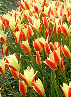 原生郁金香种球小型球根多年生复花花卉荷兰进口盆栽地栽新手植物