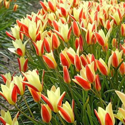 利尤进口原生郁金香多年生复花好