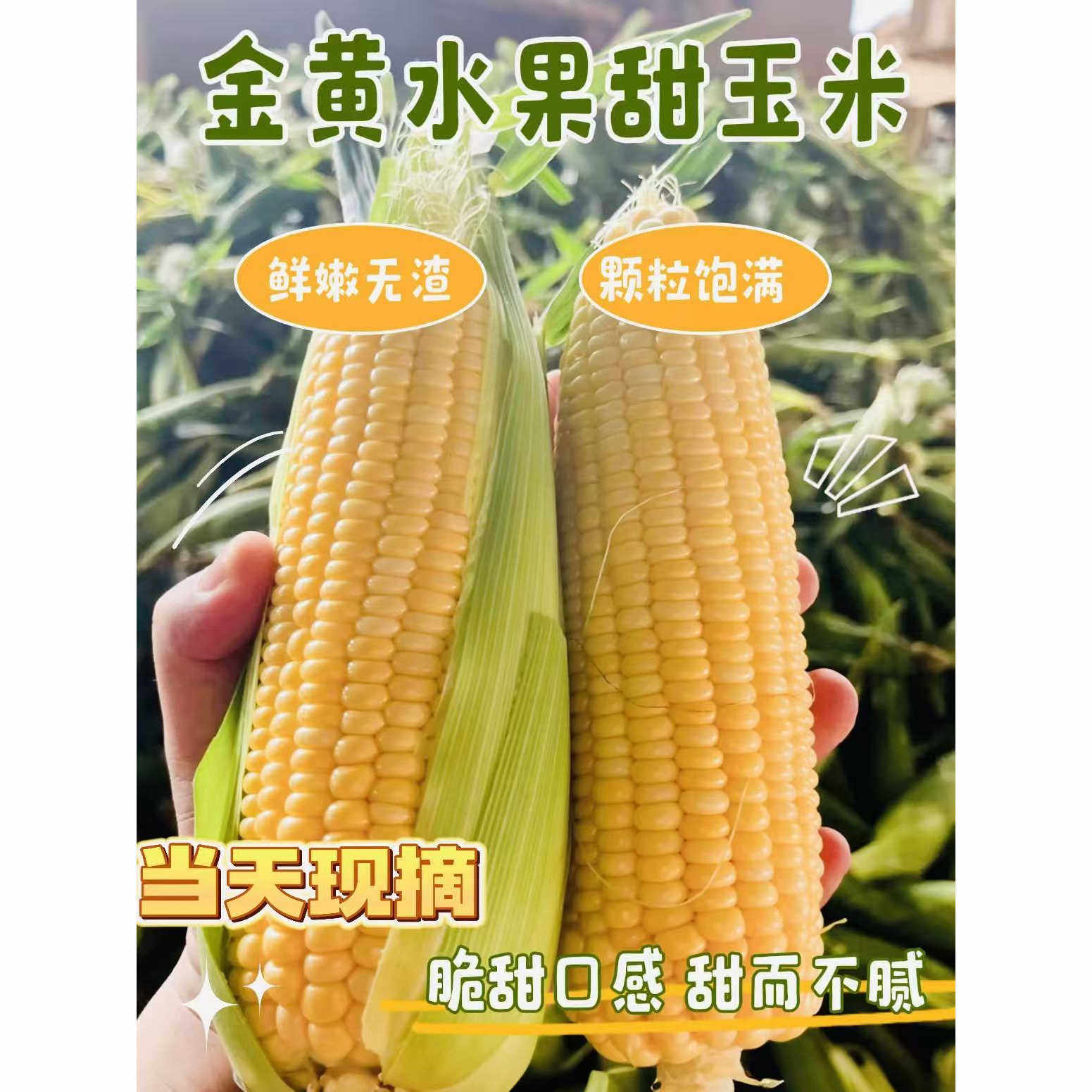 现摘水果玉米脆甜爆汁、生吃