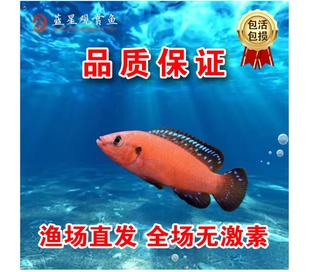 三湖慈鲷 图尔卡纳红宝石 红宝石  慈鲷