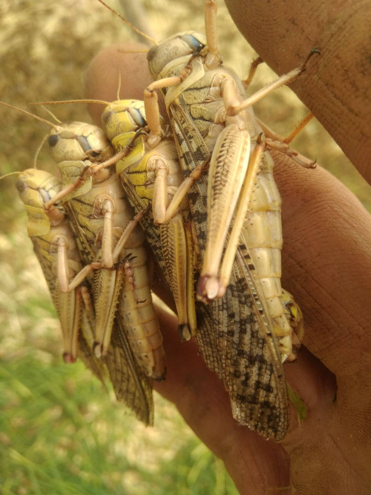 新鲜冰冻蚂蚱 东亚飞蝗土蝗蚱蜢油炸鱼虫鸟食两斤包邮