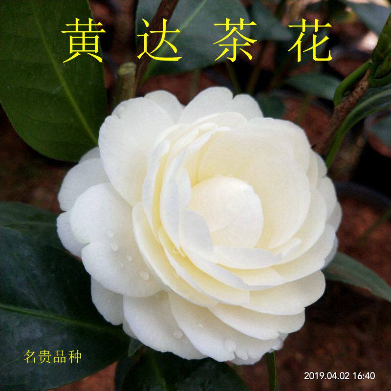 黄达山茶花树苗黄色名贵花卉盆栽花精品绿植茶花阳台庭院带花苞苗