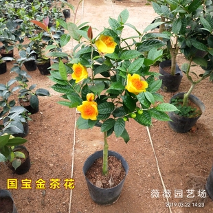 防城金花茶树苗名贵茶花盆栽金黄色品种阳台庭院花卉绿植耐寒好养