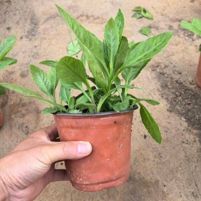 正宗紫茎明月草苗盆栽降血压草干叶茶神仙草白子菜金鸡毛草可食用