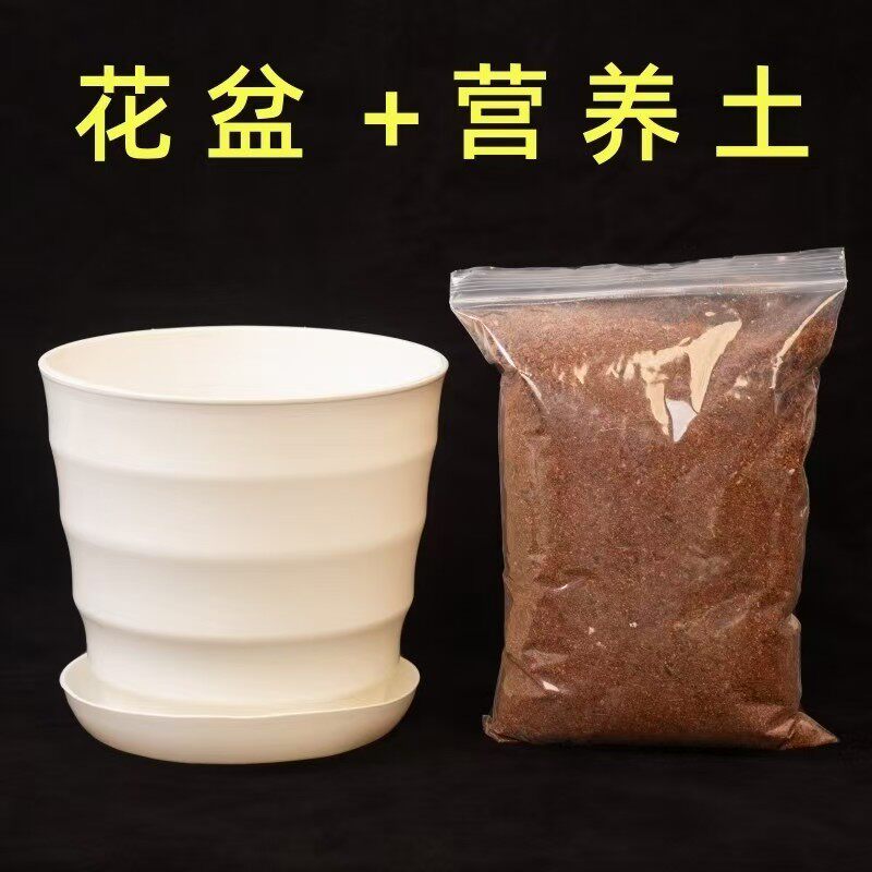 大小花盆营养土带土塑料白盆透明盆加仑盆向日葵多肉种球薄荷泥土
