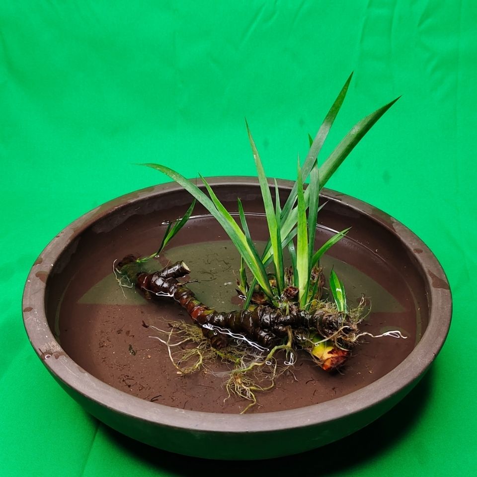 龙根鱼缸造景水培微观石菖蒲