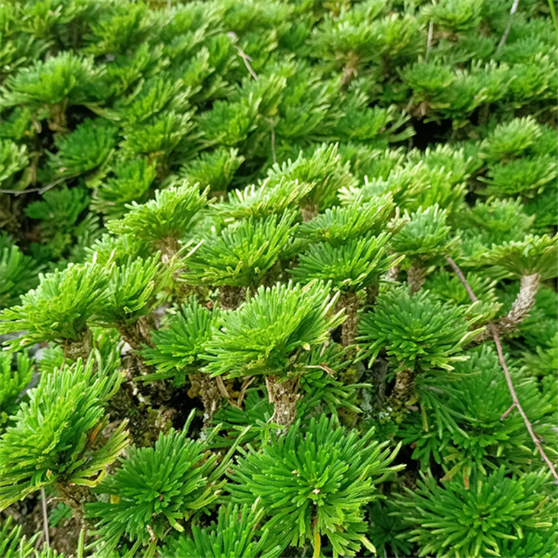 迷你创意盆栽微型花卉九死还魂草