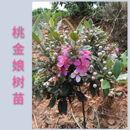 桃金娘山捻子多年生盆景树苗