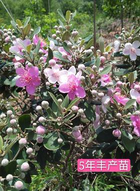 桃金娘树苗山捻子苗岗捻稔子老桩多年生果苗盆景果树花苗花卉