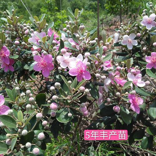 桃金娘树苗山捻子苗岗捻稔子老桩多年生果苗盆景果树花苗花卉