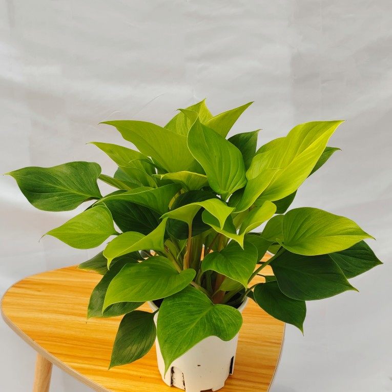 千年健室内绿植黄金年客厅办公室绿芙蓉盆栽吸甲醛四季青观叶植物