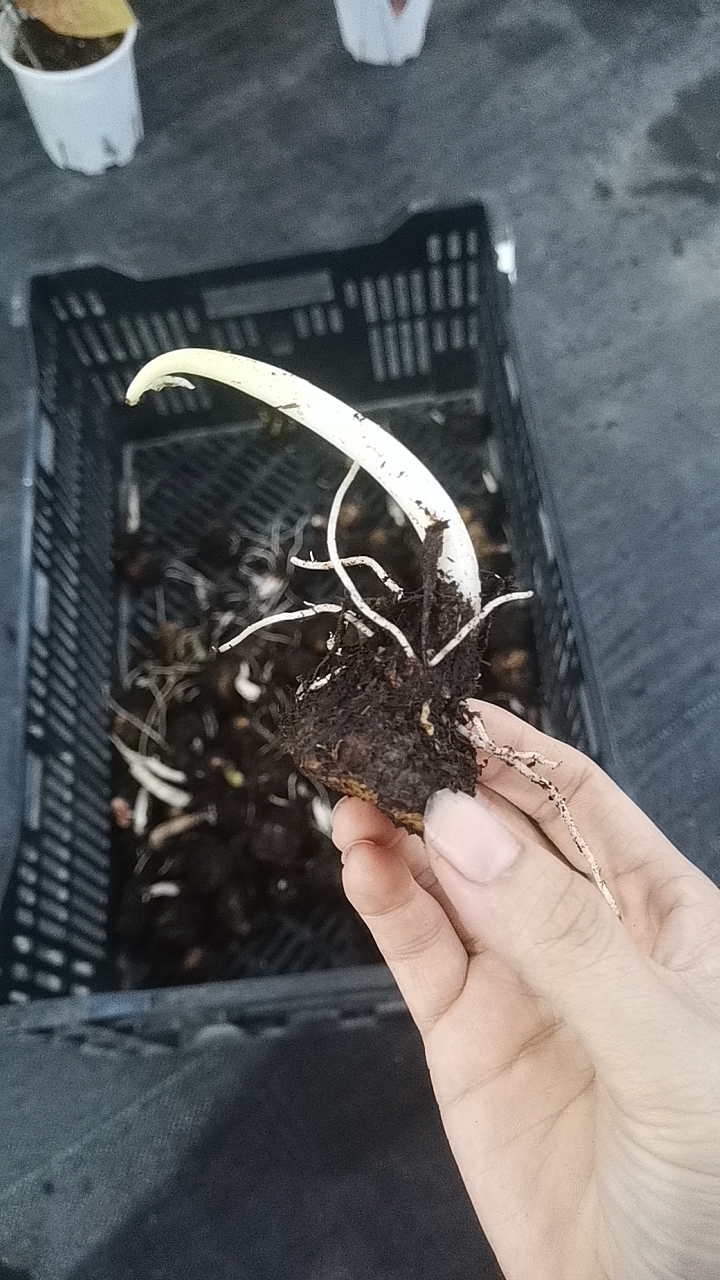 彩叶芋盲盒种球3+2，品种随机，送盆，不售后