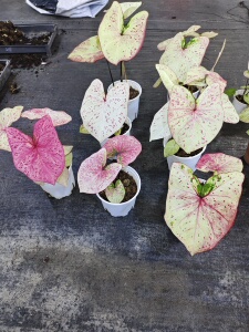 米兰彩叶芋观叶植物美观阳台花卉绿植盆栽