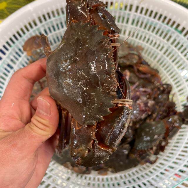 海鲜花盖蟹石蟹鲜活青蟹石甲大花蟹海捕海螃蟹活体新鲜梭子蟹