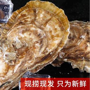 正宗乳山生蚝鲜活10斤特大牡蛎新鲜超大海蛎子海鲜水产5000g礼盒