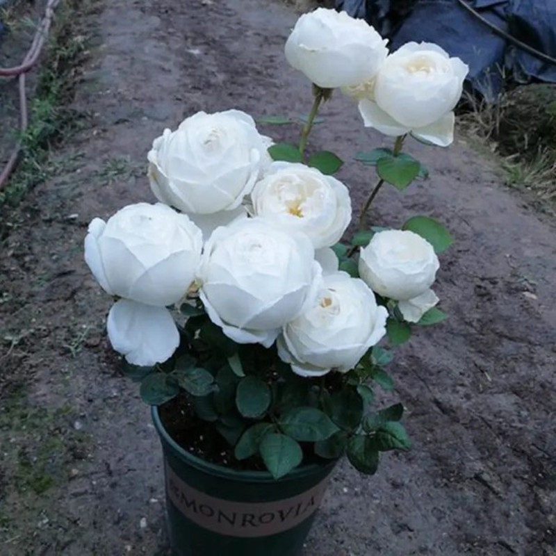 伊芙婚礼之路白色月季四季大花浓香盆栽老桩阳台客厅庭院观赏绿植