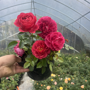 绝色果汁红色阳台月季玫瑰花四季盆栽庭院花卉勤花四季开花带花苞