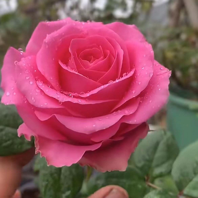 带花苞发货原盆原土包成活