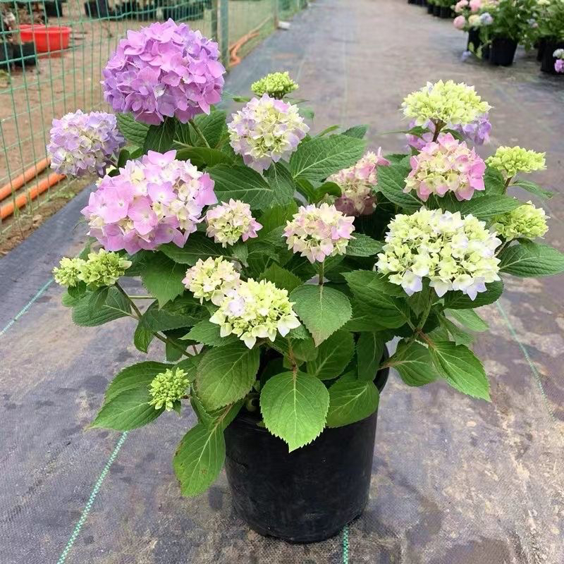 绣球花苗无尽夏大花绣球八仙花室内阳台花盆栽花卉耐寒四季开大花